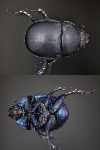 Réf. 267 740 : Trypocopris vernalis
